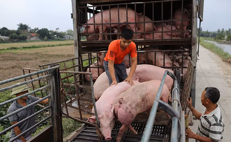 Sớm đưa giá lợn hơi giảm về mức khoảng 60.000 đồng/kg
