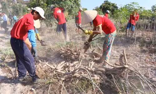 Niềm vui người dân khi thu hoạch đạt năng suất và lợi nhuận cao từ “Mô hình liên kết sản xuất cây khoai mì” do Tập đoàn Sao Mai triển khai