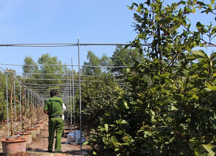 Hơn 220 gốc mai chưa kịp bán tết đã bị kẻ gian chặt phá
