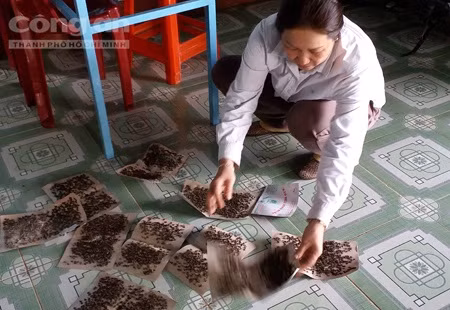 Ruồi quá nhiều, người dân dùng keo diệt không xuể