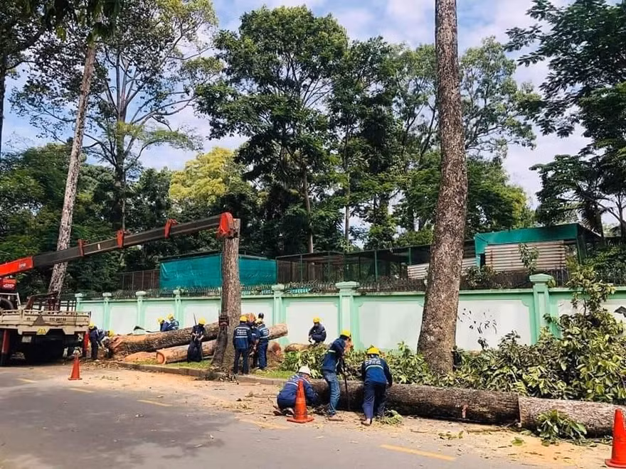 Nhiều cổ thụ trên đường phố TPHCM bị đốn, vì sao?