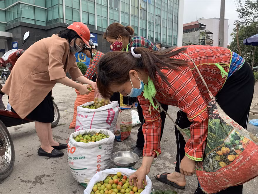 Mua mận “giải cứu” cho nông dân
