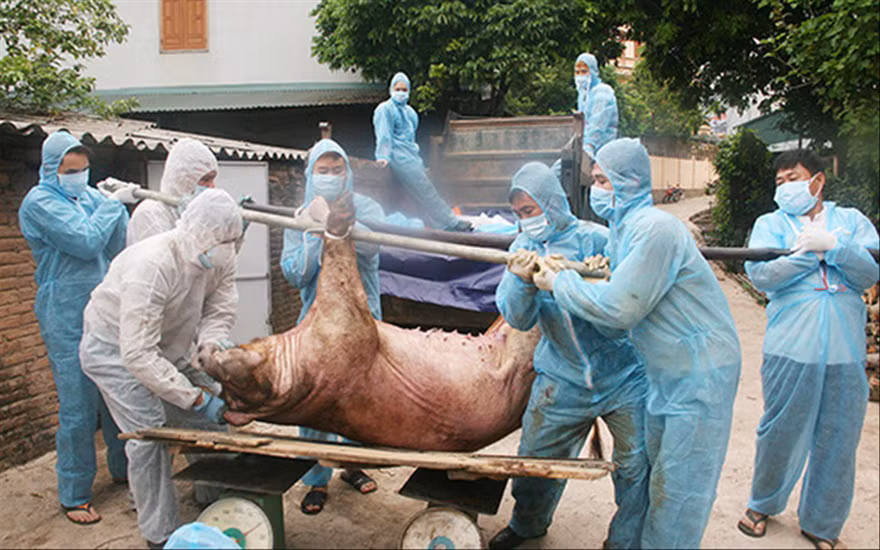 Dịch tả lợn châu Phi đang bùng phát trở lại tại 53 tỉnh, thành phố và có nguy cơ lan rộng. Ảnh: Minh Thành