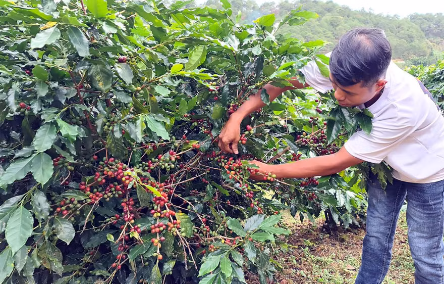 Chỉ hái những quả cà phê chín đỏ