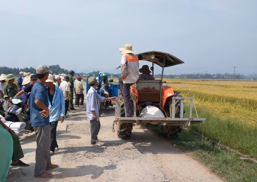 Nông dân Hương Long đổ ra đồng chầu chực chờ thuê máy gặt lúa