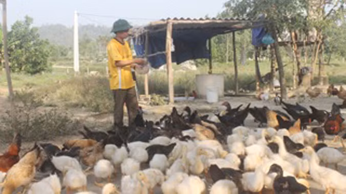 Anh Mai Văn Đức bên đàn gia cầm.