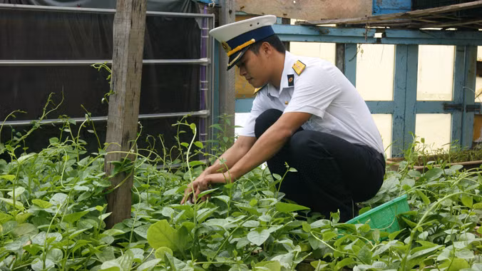 Bí thư Chi đoàn đảo Đá Lát Bùi Viết Tuyến đang chăm sóc vườn rau xanh tốt trên đảo, đây còn gọi là vườn rau thanh niên. Ảnh: L.H.V.