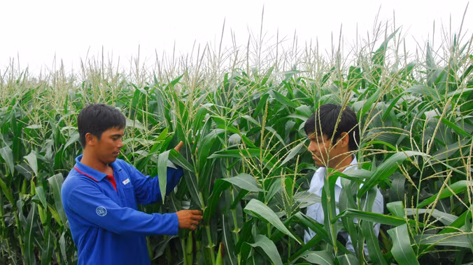 Nông dân ở huyện An Phú (An Giang) đang trồng ngô biến đổi gen.
