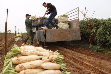 Củ cải trắng ở xã Tráng Việt được trồng theo chuẩn VietGap. Ảnh: Ngọc Thành