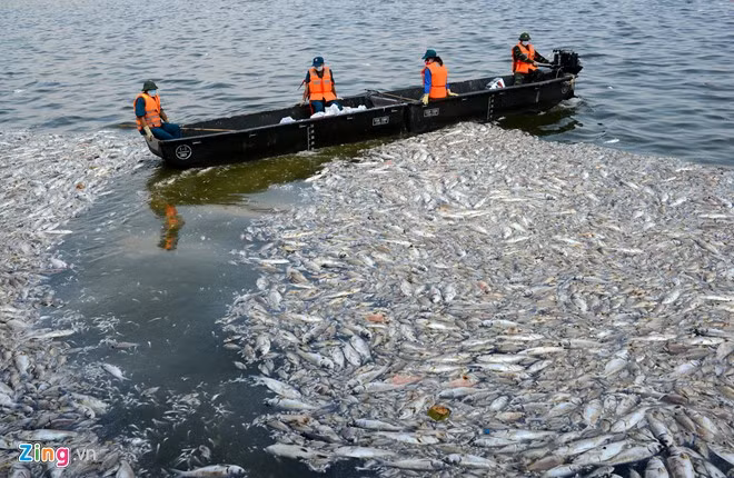 Cá chết trắng mặt hồ Tây.