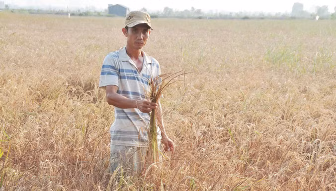 Ông Đinh Văn Thắng trên ruộng lúa 4 ha chết khô. Ảnh: Hồng Vĩnh