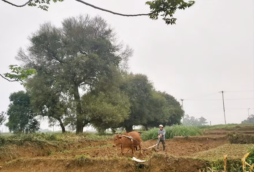 Ông Nguyễn Văn Tài đang làm đồng dưới rặng duối. Ảnh: Võ Hóa