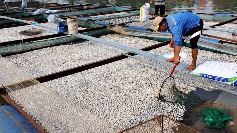 'Cá bè chết hàng loạt do thiếu ôxy'
