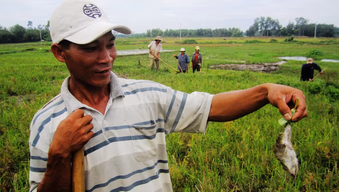 Nông dân Quảng Nam làm đủ cách để đuổi chuột cứu lúa nhưng không xuể.
