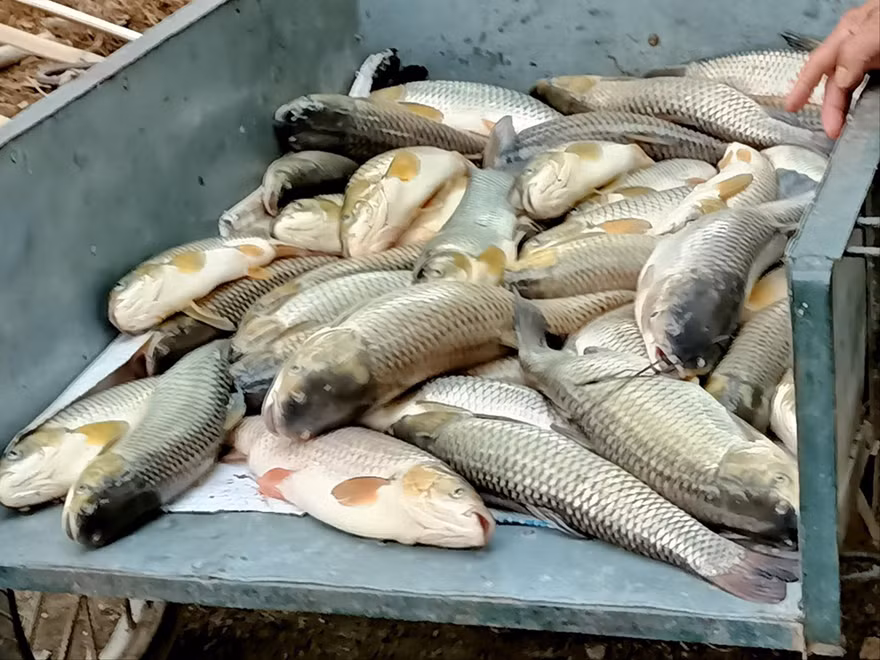 Cá chết đã được vớt lên 