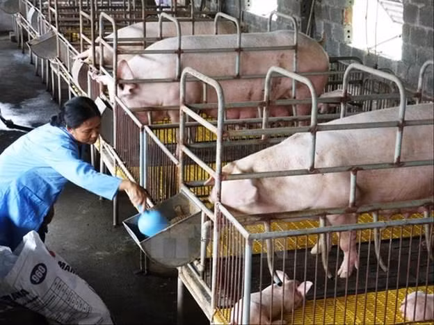 Giá thức ăn chăn nuôi tăng cao trong khi giá lợn hơi giảm, người dân càng nuôi càng lỗ Ảnh: PV 