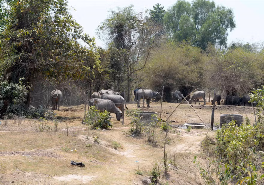 Dự án Thảo Cầm viên Sài Gòn (Safari) thu hồi đất hơn 15 năm qua nhưng bỏ hoang, trong khi hàng trăm hộ nông dân bị giải tỏa không có đất sản xuất