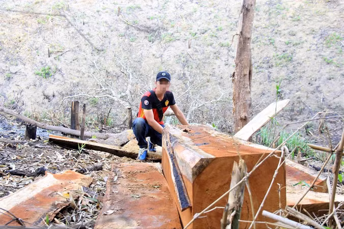 Nhiều lóng gỗ tại cánh rừng thuộc xã Lơ Ku.