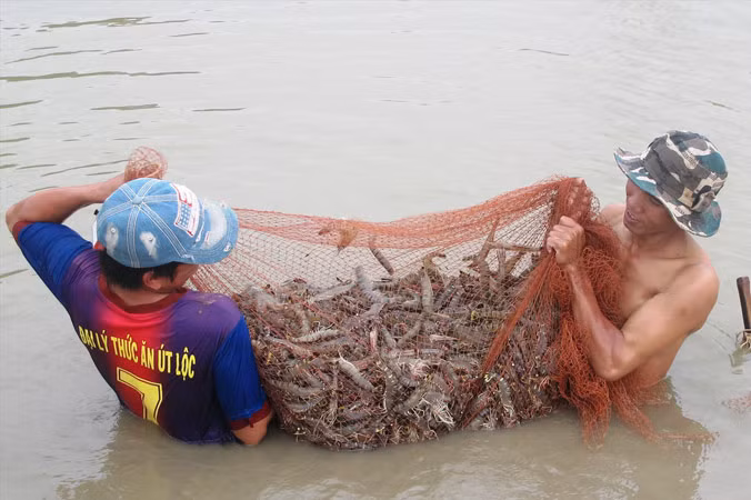 Thu hoạch tôm sú nuôi thâm canh.