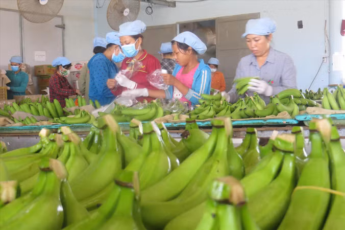 Chuối của Công ty Huy Long An xuất đi Nhật.