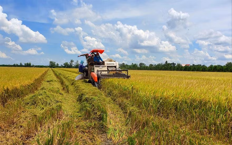 Thu hoạch lúa ở Đồng bằng sông Cửu Long. Ảnh: Cảnh Kỳ