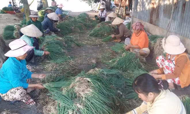 Nông dân thu hoạch hành lá