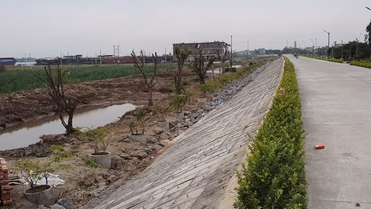 Hàng cây lâu năm trồng xâm phạm đê sông Đáy (địa phận tỉnh Ninh Bình).