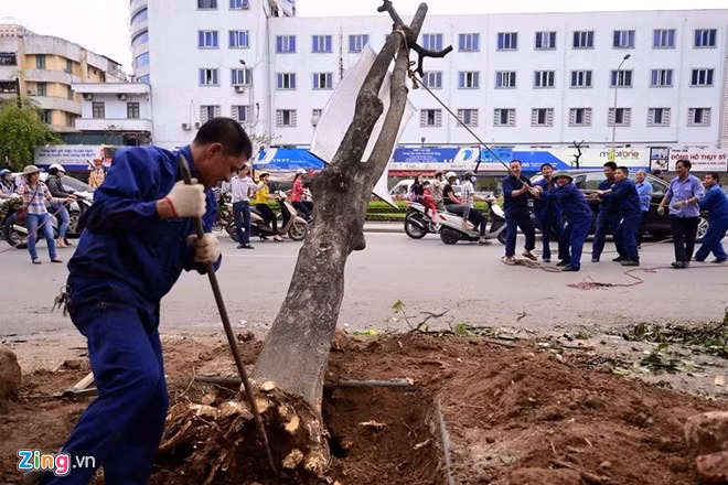 Hàng loạt cây xanh trên một số tuyến đường Hà Nội bị đốn hạ những ngày qua. Ảnh: Zing