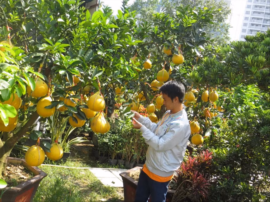Những cây bưởi Diễn trái lúc lỉu trên đường Mai Chí Thọ (Q.2) được nhà vườn chăm sóc cẩn thận. Ảnh: U.P 