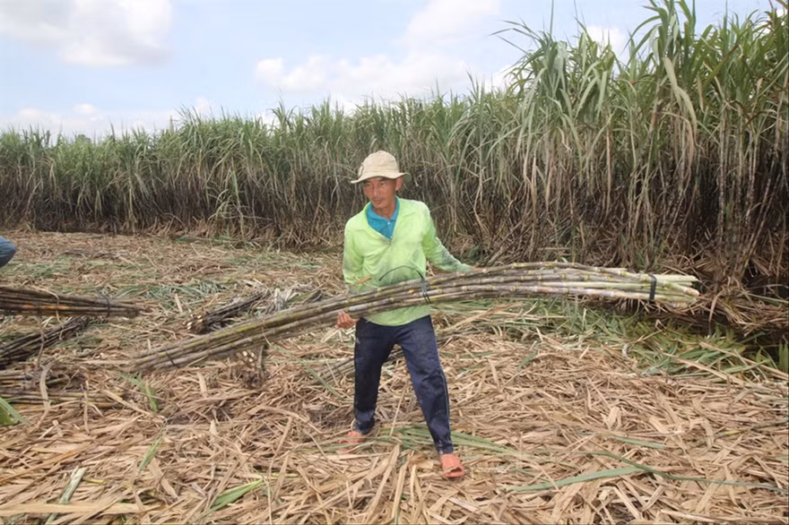 Người trồng mía Hậu Giang lại thêm vụ "mía đắng" Ảnh: C.K 