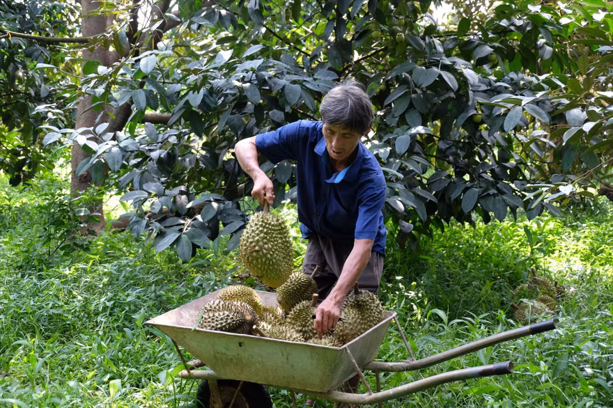 Nhà vườn sầu riêng ở huyện Cẩm Mỹ, tỉnh Đồng Nai đang gặp khó khăn về thị trường tiêu thụ. Ảnh: Mạnh Thắng