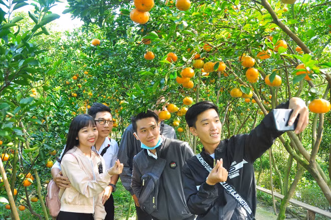 Các bạn trẻ háo hức chụp ảnh làng nghề quýt hồng ẢNH: HÒA HỘI
