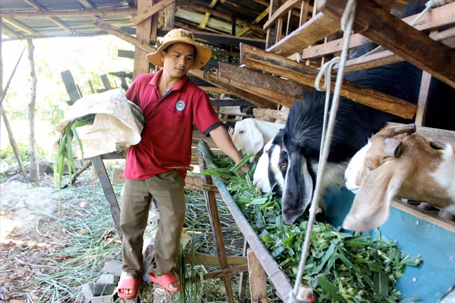 Kỹ sư Y Knáp bên đàn dê của mình