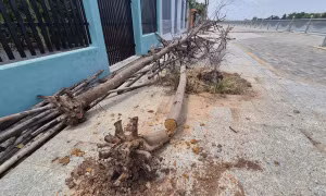 Hàng cây 'chết khô' tại dự án kè ven sông Đồng Nai được thay mới