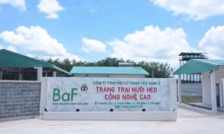 Doanh nghiệp chăn nuôi lãi 'khủng' bất chấp dịch tả lợn châu Phi