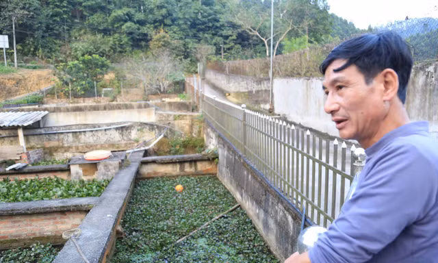 Cả vùng đất trở nên trù phú nhờ những 'cụ' ba ba
