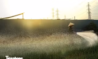 Nông dân Hà Nội ra đồng làm việc từ rạng sáng để tránh nắng