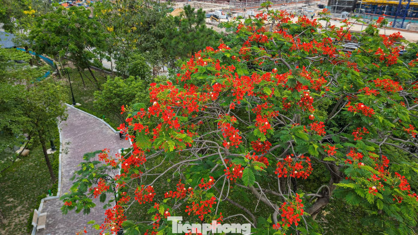 tp-phuong-3.jpg
