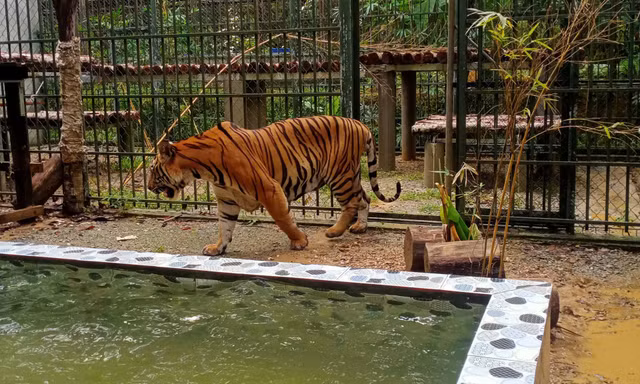 Cá thể Hổ béo phì không đi được ở Nghệ An nay hoá mãnh thú