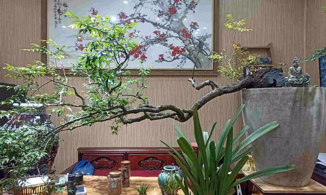 'Cơn sốt' cây Muội hồng: Yêu cầu xử lý nghiêm các trường hợp khai thác, mua bán 