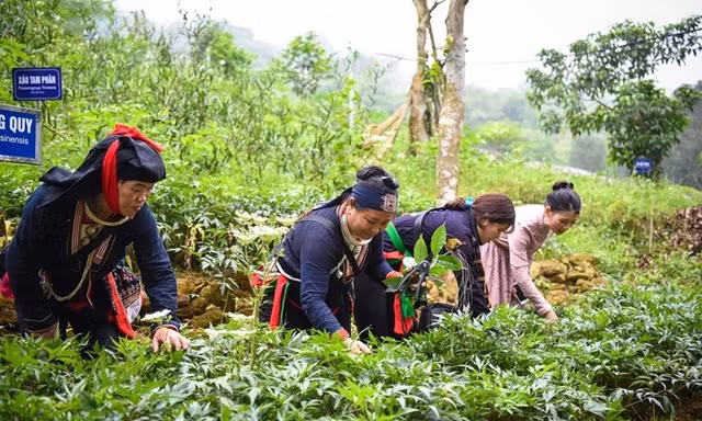 Y học cổ truyền cần trở thành sức mạnh mềm quốc gia