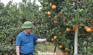 Những ngày nhộn nhịp ở thủ phủ cam Cao Phong
