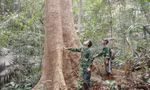 Hàng trăm tỷ đồng chi trả tín chỉ carbon rừng ở Quảng Trị