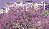 Săn phượng tím cổ thụ