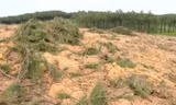 Phá rừng