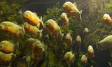 Những con cá piranhas có răng sắc nhọn. 