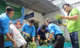 Thanh niên quận 3 tạo dựng mảng xanh tại cơ quan