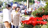 Hoa Tết rực rỡ xuống phố phường Đà Nẵng