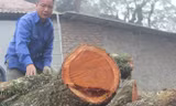 Lô gỗ sưa trăm tỷ ở Phụ Chính vẫn chưa thể bán đấu giá