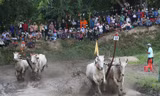 Đôi bò vô địch hội đua chùa Rô: Bò được ăn trứng, uống nước dừa tươi